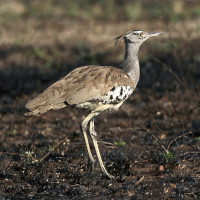 Kori Bustard